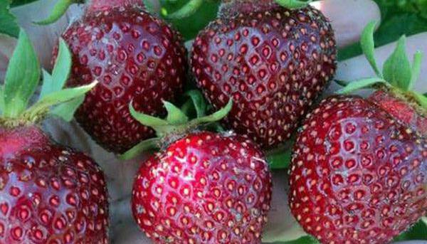 چرا توت‌فرنگی‌ها دیگر مثل قبل شیرین نیستند؟