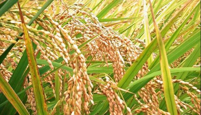 راه‌هایی برای کاهش آلودگی برنج به آرسنیک