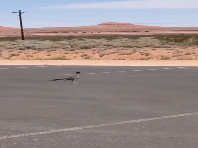 میگ میگ واقعی ببینید!!