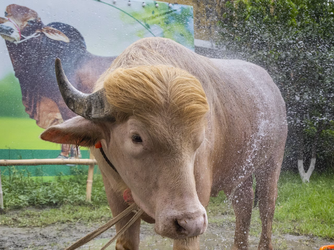 ایران پرسمان