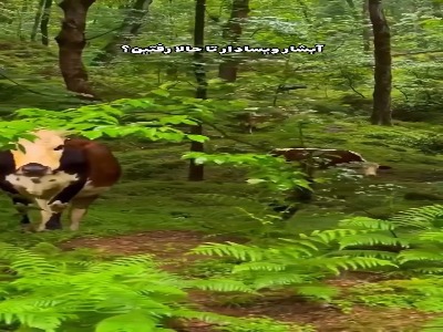 مسیر زیبای آبشار ویسادار