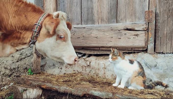 پرده‌برداری از چگونگی ارتباط پرندگان، ماهی‌ها، حشرات و پستانداران با یکدیگر