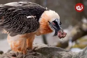 حضور یک هما بر سر لاشه‌ کل وحشی