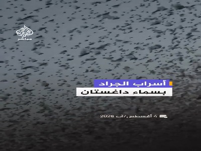 هجوم گسترده ملخ‌ها به داغستان