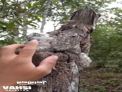 استتار فوق‌العاده یک پرنده
