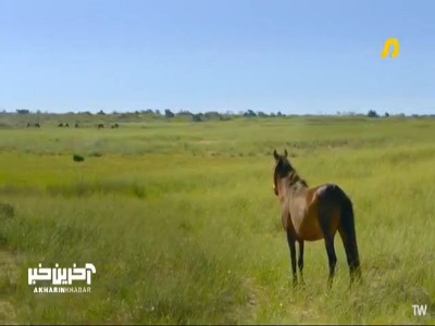 گاهی اسب حیوان نجیبی نیست!