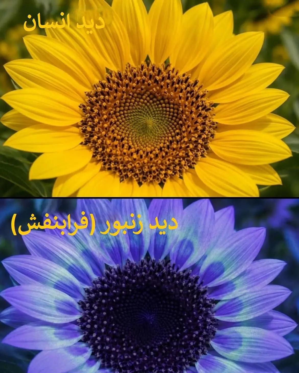 ایران پرسمان