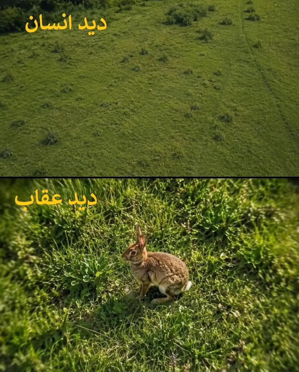 ایران پرسمان