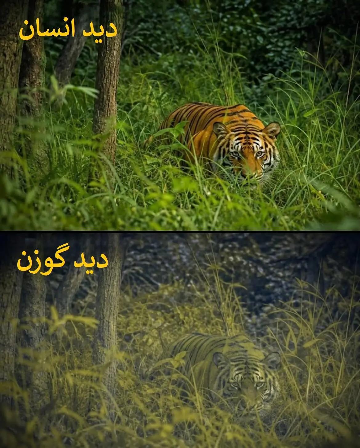 ایران پرسمان