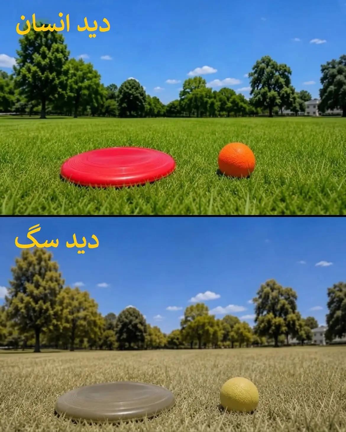 ایران پرسمان
