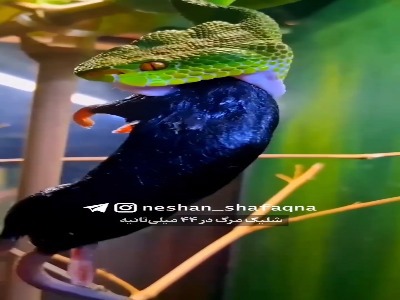 شلیک مرگ مار افعی