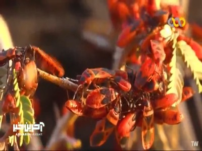با خنک شدن هوا، سر و کله این حشرات پیدا می‌شود!