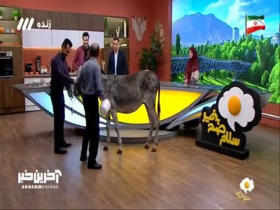 دوشیدن شیر الاغ در یک برنامه صبحگاهی صداوسیما!