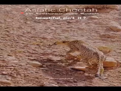 هلیا و توله‌هایش در میاندشت جاجرم