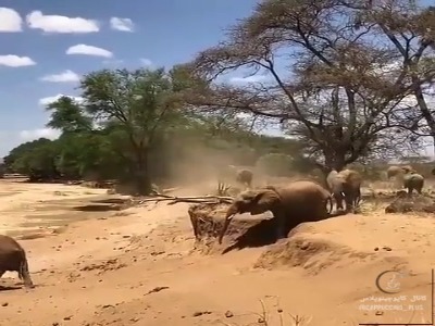 رفتار جالب فیل‌ها هنگام راه رفتن در زمین‌های ناهموار